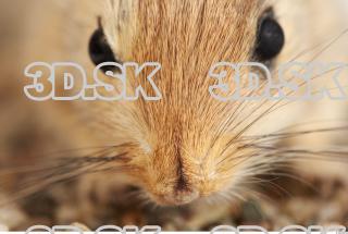 Gerbil - Meriones meridionus 0020